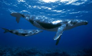 Les-baleines-à-bosse-Merveilles-de-la-Réunion